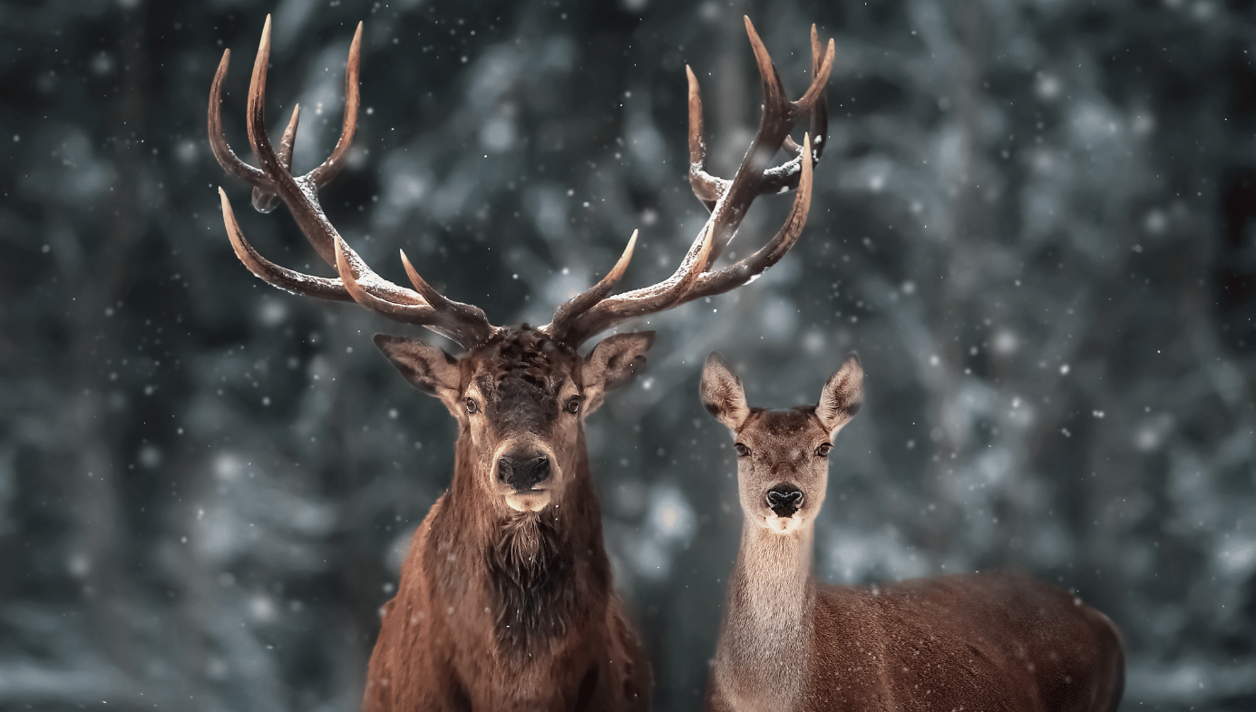 Male and female noble deer. Shutterstock 