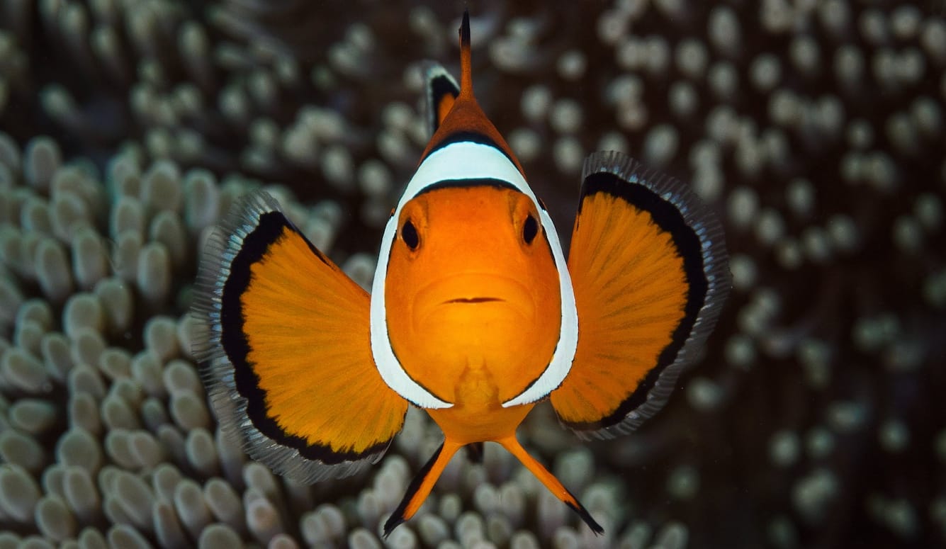 Photograph of a clownfish against a background of sea vegetation