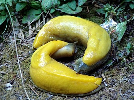 From Banana Slugs to Human Beings, There Are Just Two Sexes