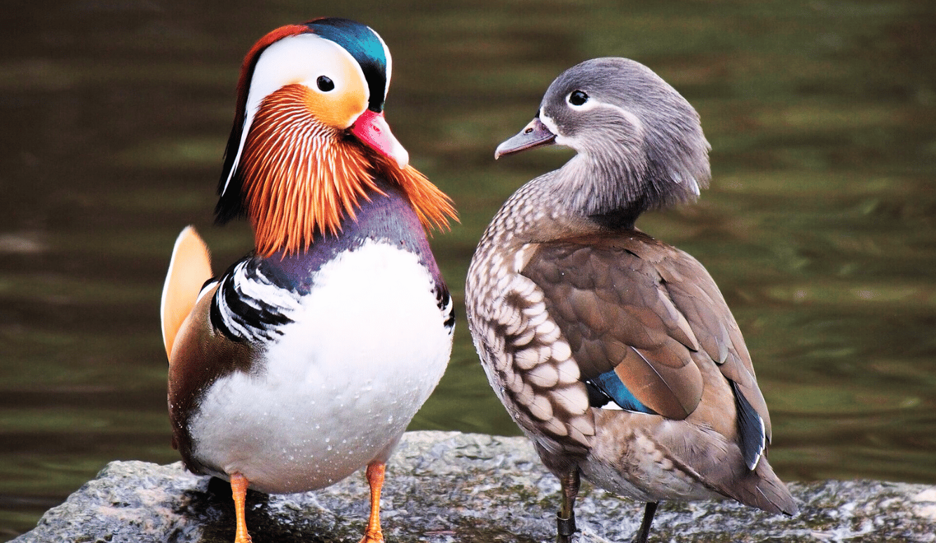 A colourful male and dull female mandarin duck. Representing sexual dimorphism.