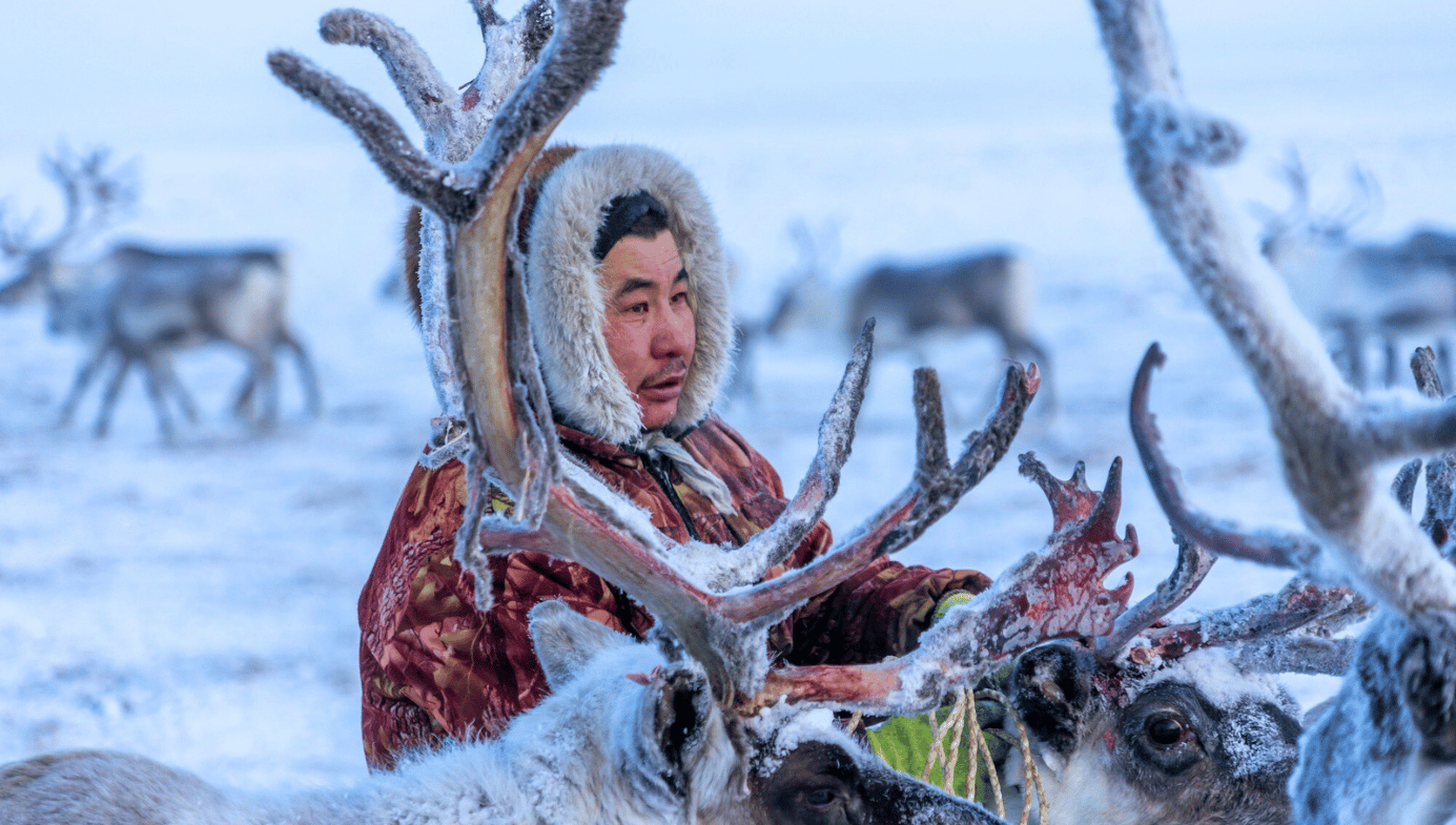 An indigenous man, a reindeer herder in a fur coat, herds reindeer. Everything is dusted in snow.