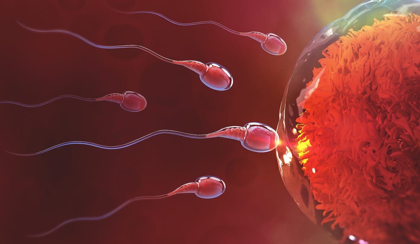 The Sperm Count Culture War