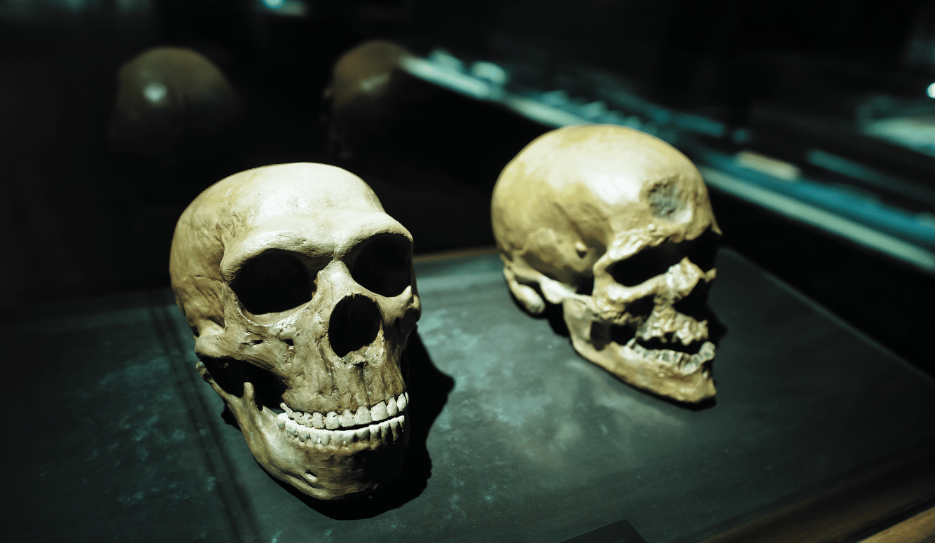 Two skulls showing human evolution, at a museum. 