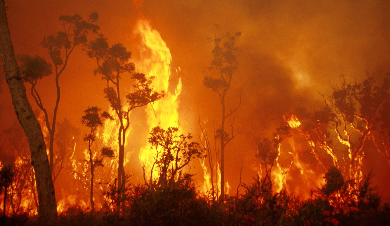 A raging bushfire. 