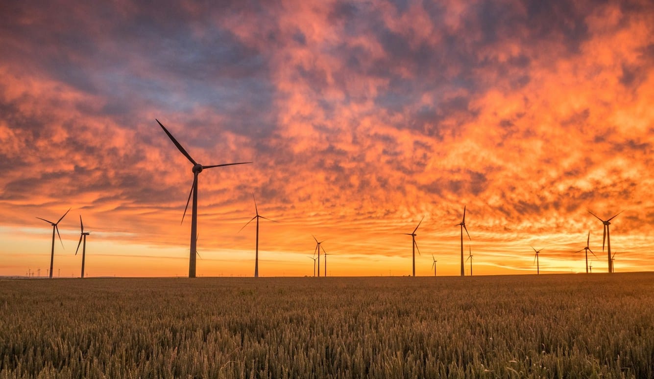 Windmills in a field of corn at sunset (or sunrise)