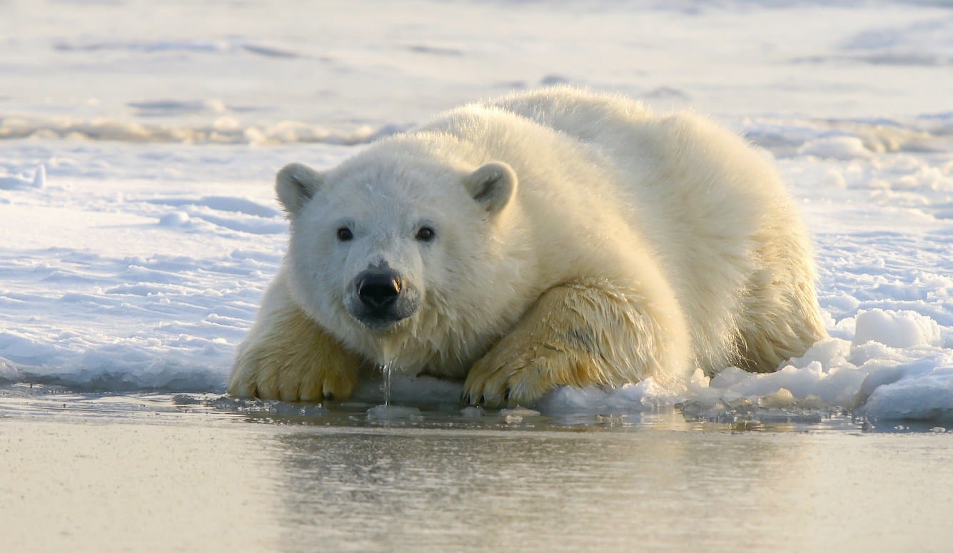 A polar bear lies on a melting ice floe. 