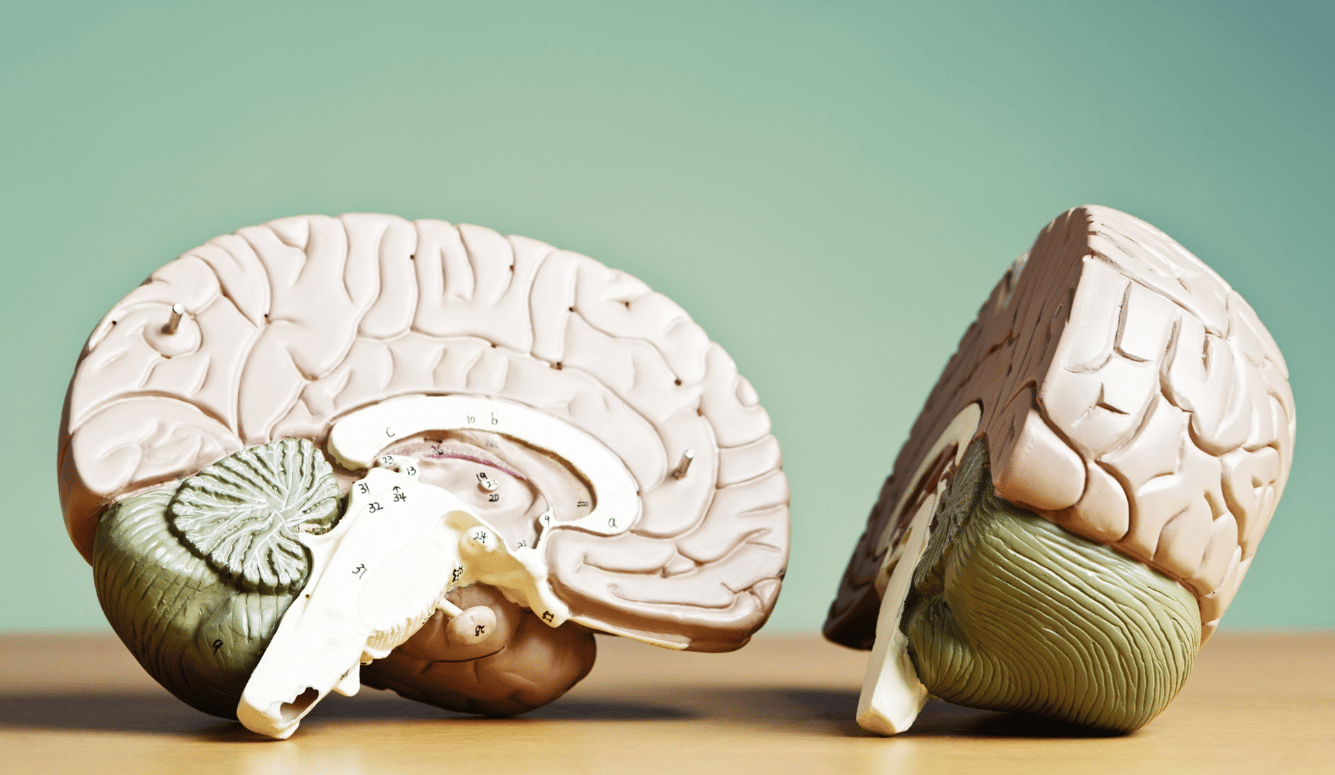 Brain model cut into hemispheres.