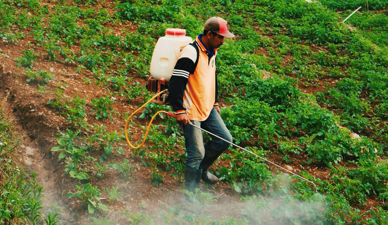 A farmer walks between rows of crops, spraying pesticide from a backpack sprayer with a wand, amid mist rising from the ground.