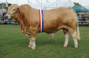 grand-champion-bull