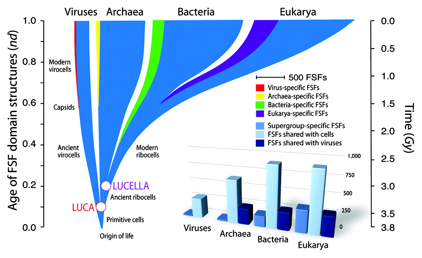 A universal tree of life of Nasir et al. inferred from a phylogeny of protein domains.