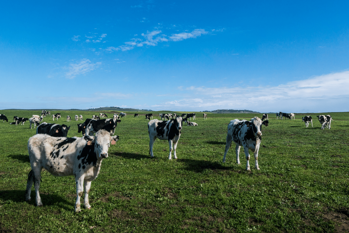 Local Farming Can't Save the Planet