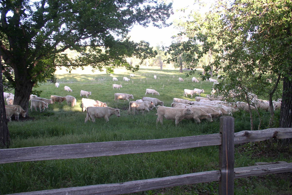 Raising Beef Cattle